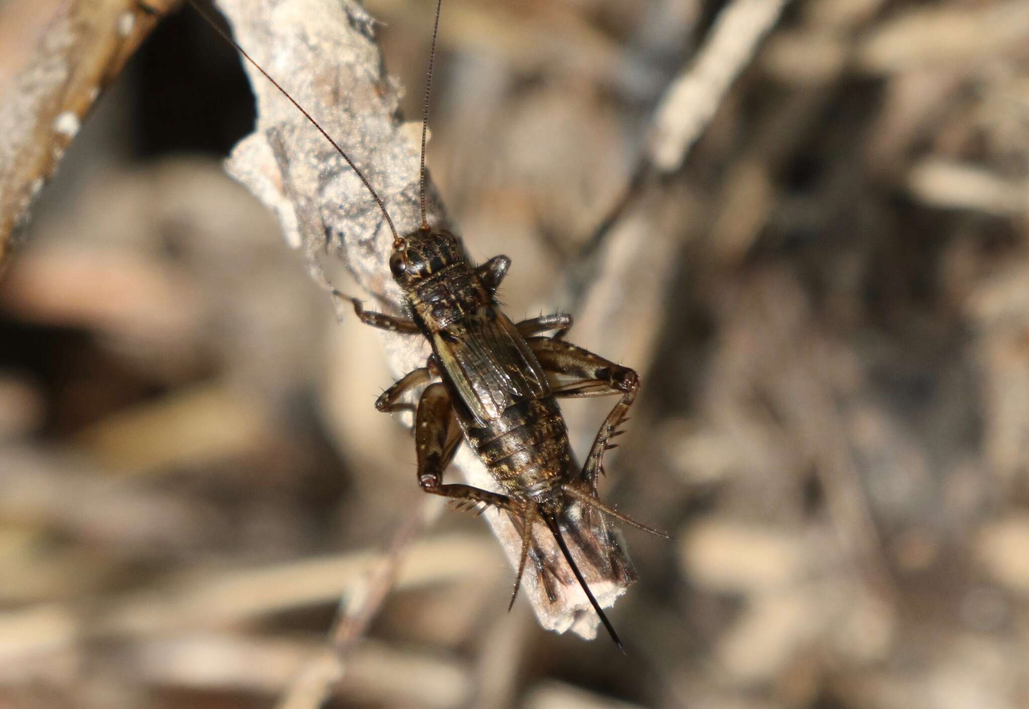 Image of Striped Ground Cricket