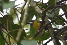 Image of Black-throated Apalis