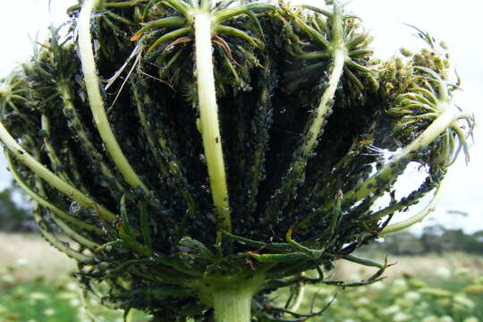 Image of Carrot-willow aphid