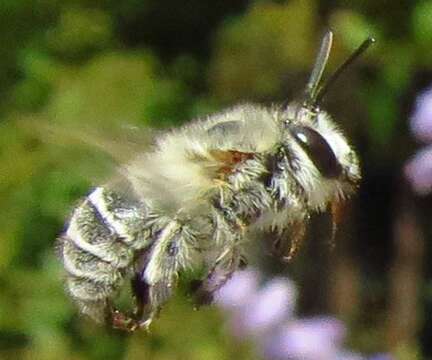 Слика од Anthophora pubescens (Fabricius 1781)