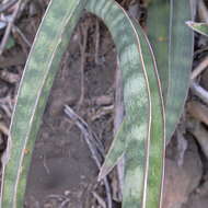 Image of Sansevieria aethiopica Thunb.