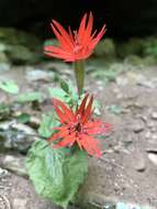 Imagem de Silene rotundifolia Nutt.