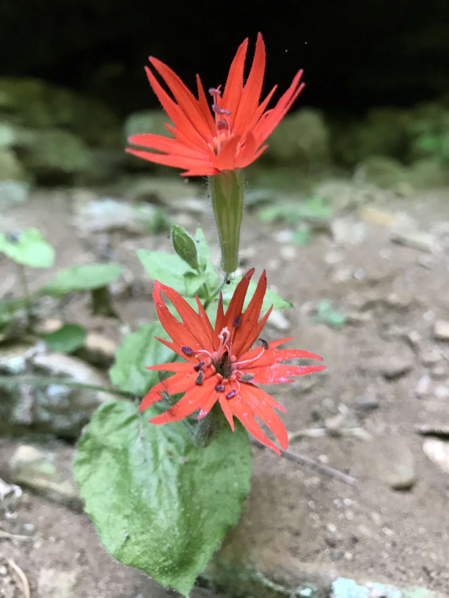 Imagem de Silene rotundifolia Nutt.