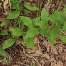 Image of Palmer's goldenrod