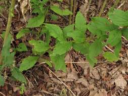 Image of Palmer's goldenrod