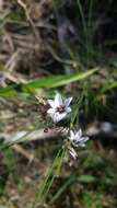 Image of Sisyrinchium scariosum I. M. Johnst.