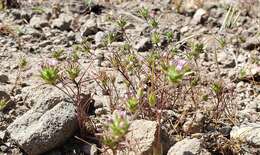 Image of Navarretia miwukensis D. Gowen & L. A. Johnson