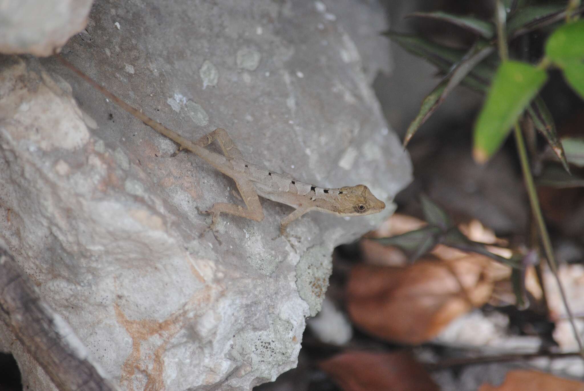 Imagem de Anolis rodriguezii Bocourt 1873