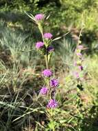 Image de Liatris squarrosa var. glabrata