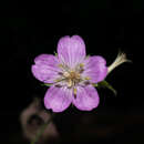 Image of Geranium lilacinum R. Knuth