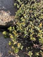 Слика од Arctostaphylos rainbowensis J. E. Keeley & A. Massihi