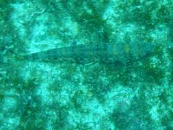 Image of Sauro lizardfish