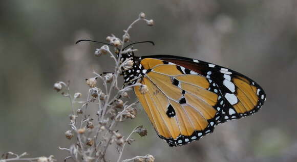 Image of Plain tiger