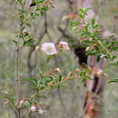 Image of Boronia floribunda Sieber ex Spreng.