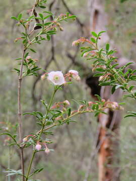 Image of Boronia floribunda Sieber ex Spreng.