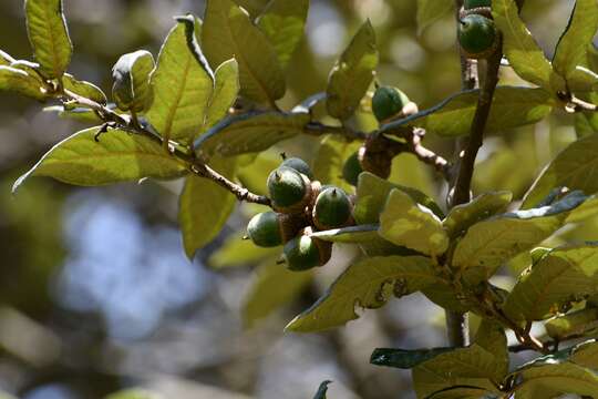 Image of Quercus dysophylla Benth.