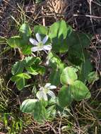 Image of hepatica