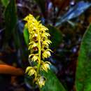 Dendrochilum gracile (Hook. fil.) J. J. Sm.的圖片