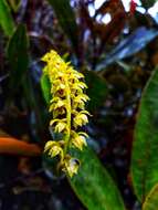 Dendrochilum gracile (Hook. fil.) J. J. Sm.的圖片