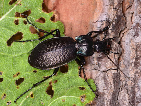 Image de Carabus (Archicarabus) rossii Dejean 1826