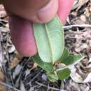 Image of Hovea planifolia (Domin) J. H. Ross