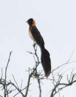 Image of Broad-tailed Paradise Whydah