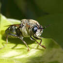 Image of Stratiomys constricta Walker 1860