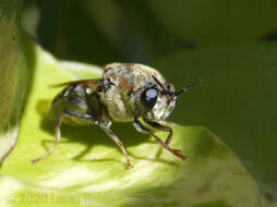 Image of Stratiomys constricta Walker 1860