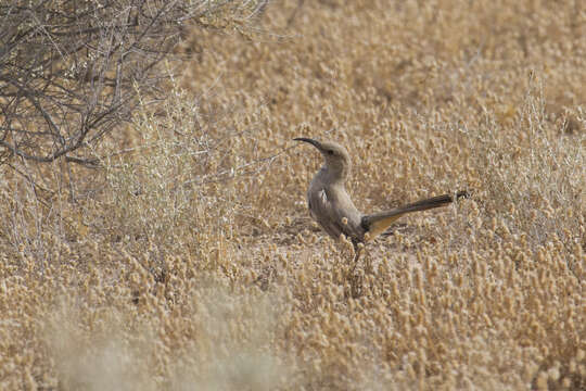 Image of Le Conte's Thrasher