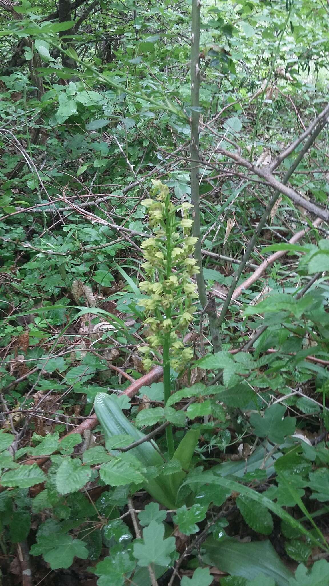 Image of Small-dotted Orchis