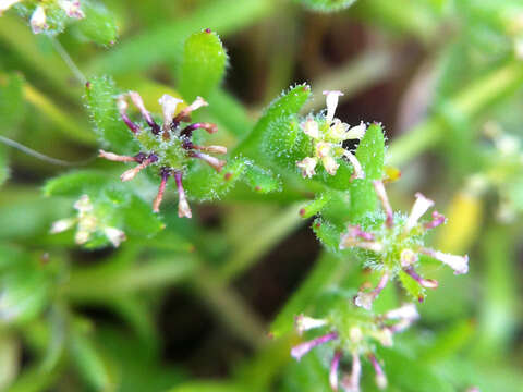 Image of Common Bow-flower