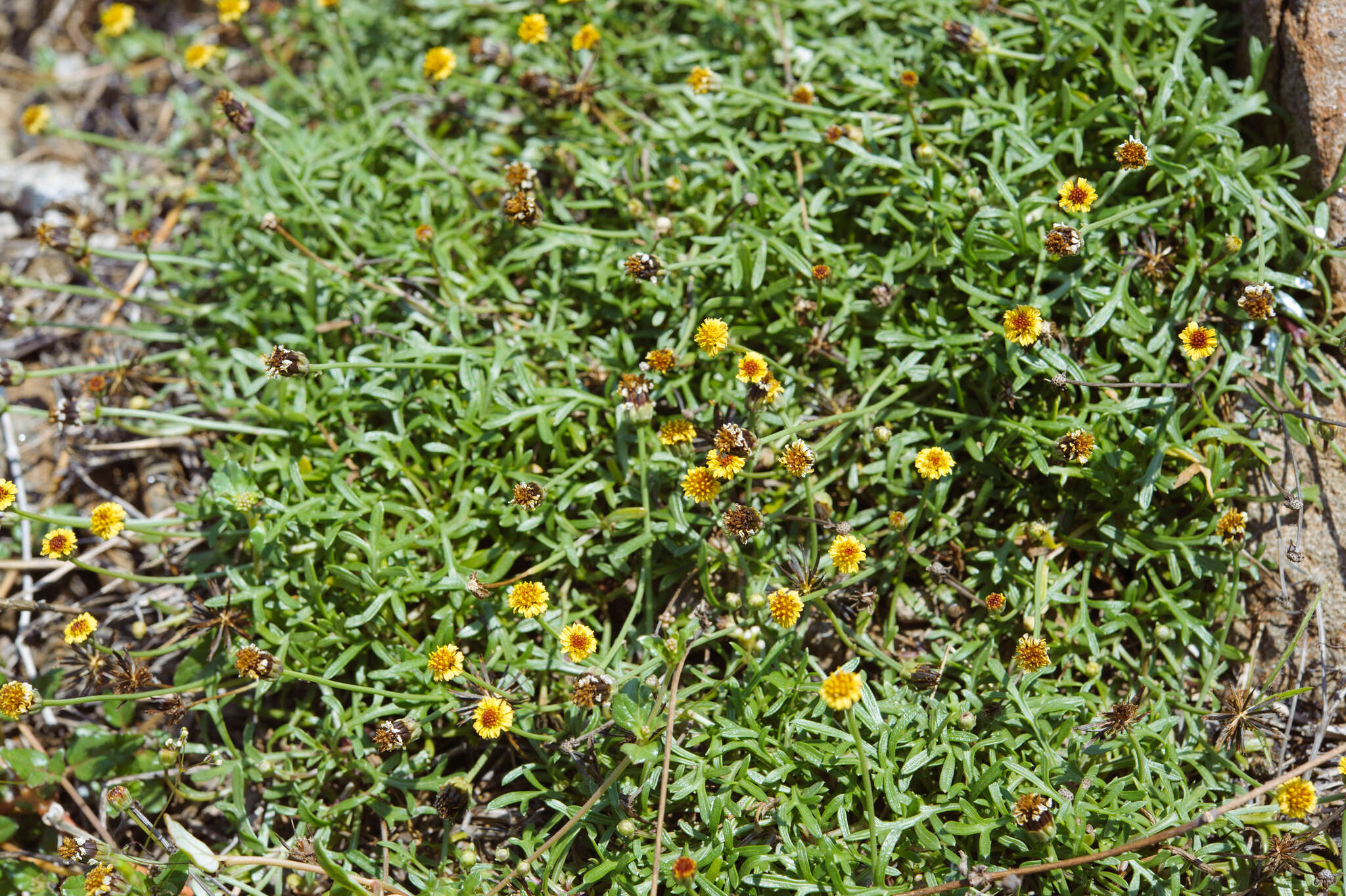 صورة Glossocardia bidens (Retz.) Veldk.