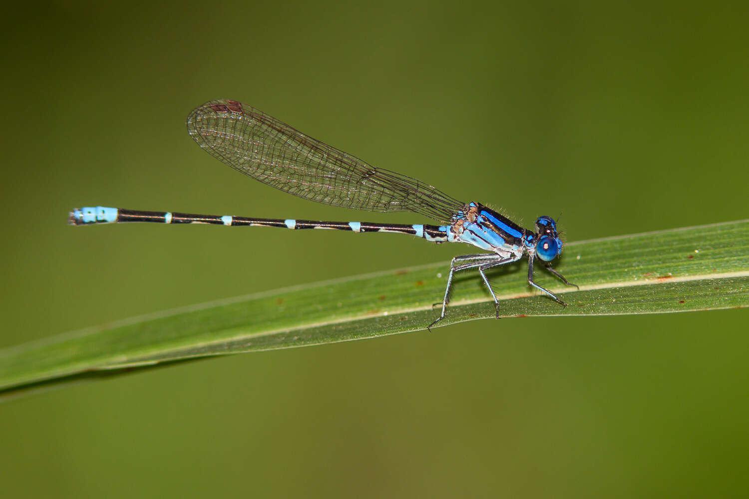 Image of Blue-ringed Dancer