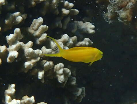 Image of Canary fangblenny