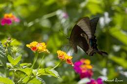 Image of Malabar Banded Peacock