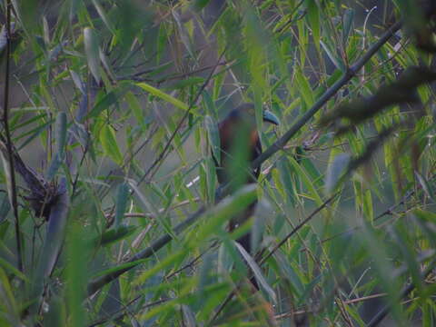 Image of Chestnut-breasted Malkoha