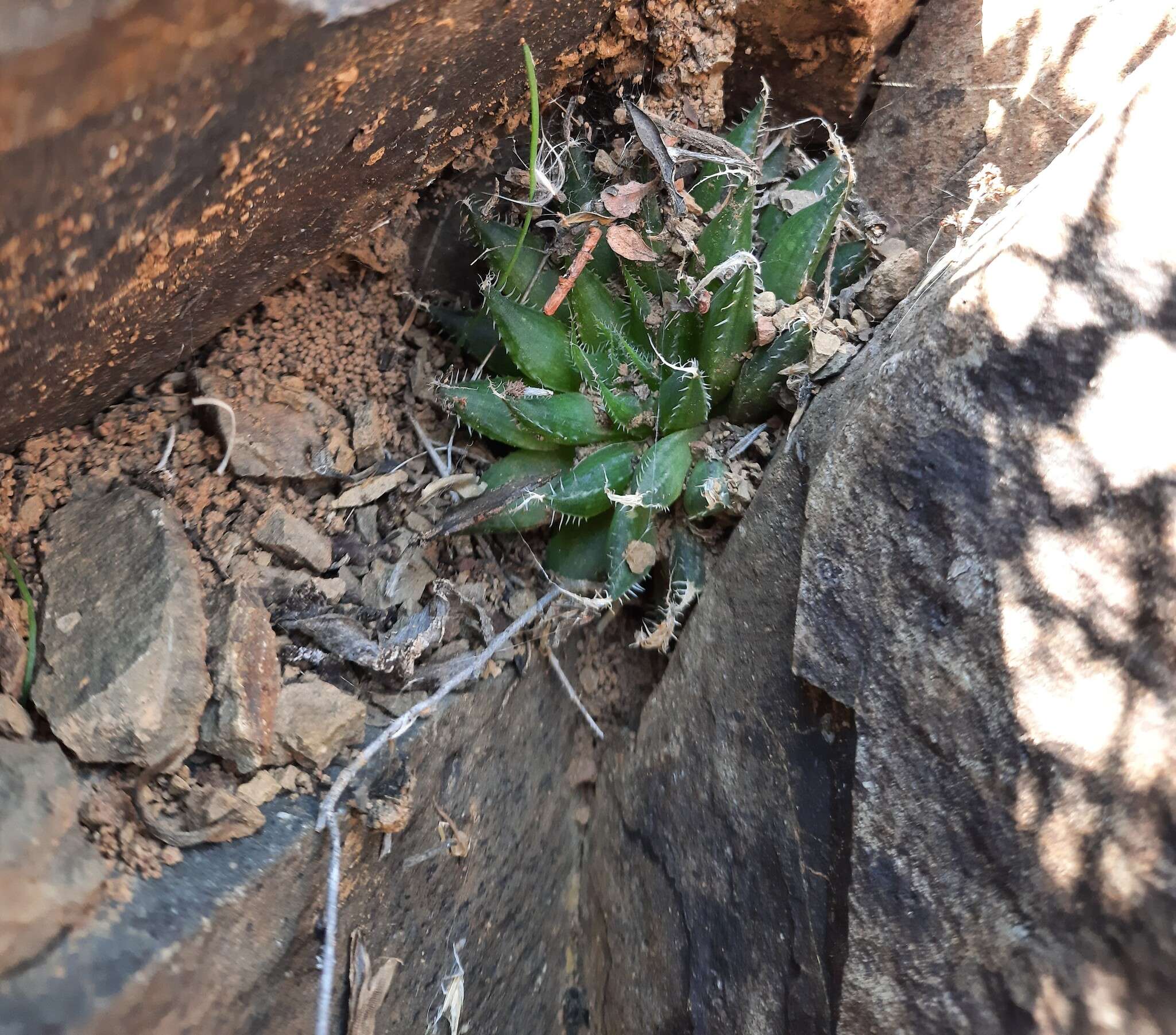 Image of Haworthia arachnoidea var. namaquensis M. B. Bayer