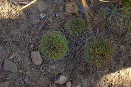 Echinopsis backebergii Werderm. resmi