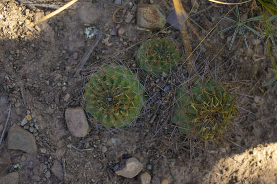 Echinopsis backebergii Werderm. resmi