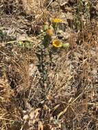 Image of sessileflower false goldenaster