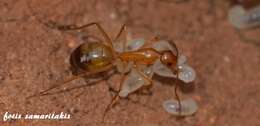 Слика од Camponotus baldaccii Emery 1908