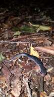 Image of Red-legged Salamander