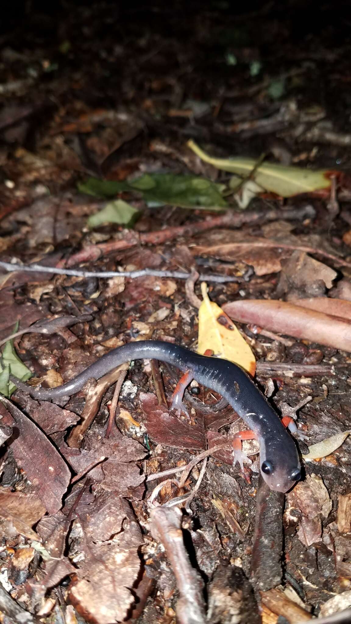 Image of Red-legged Salamander