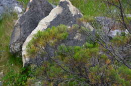 Image of cypress hebe