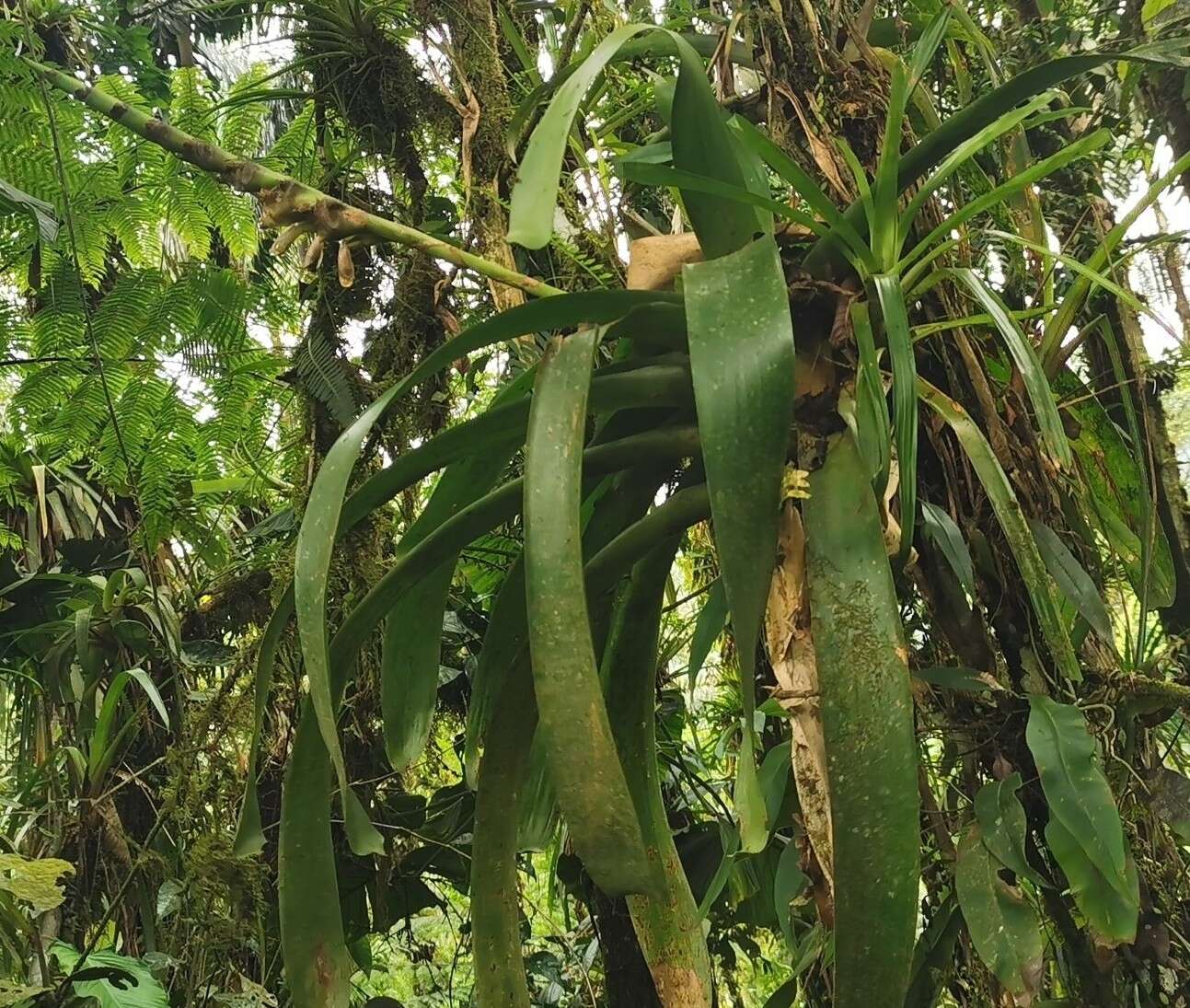 صورة Werauhia gladioliflora (H. Wendl.) J. R. Grant