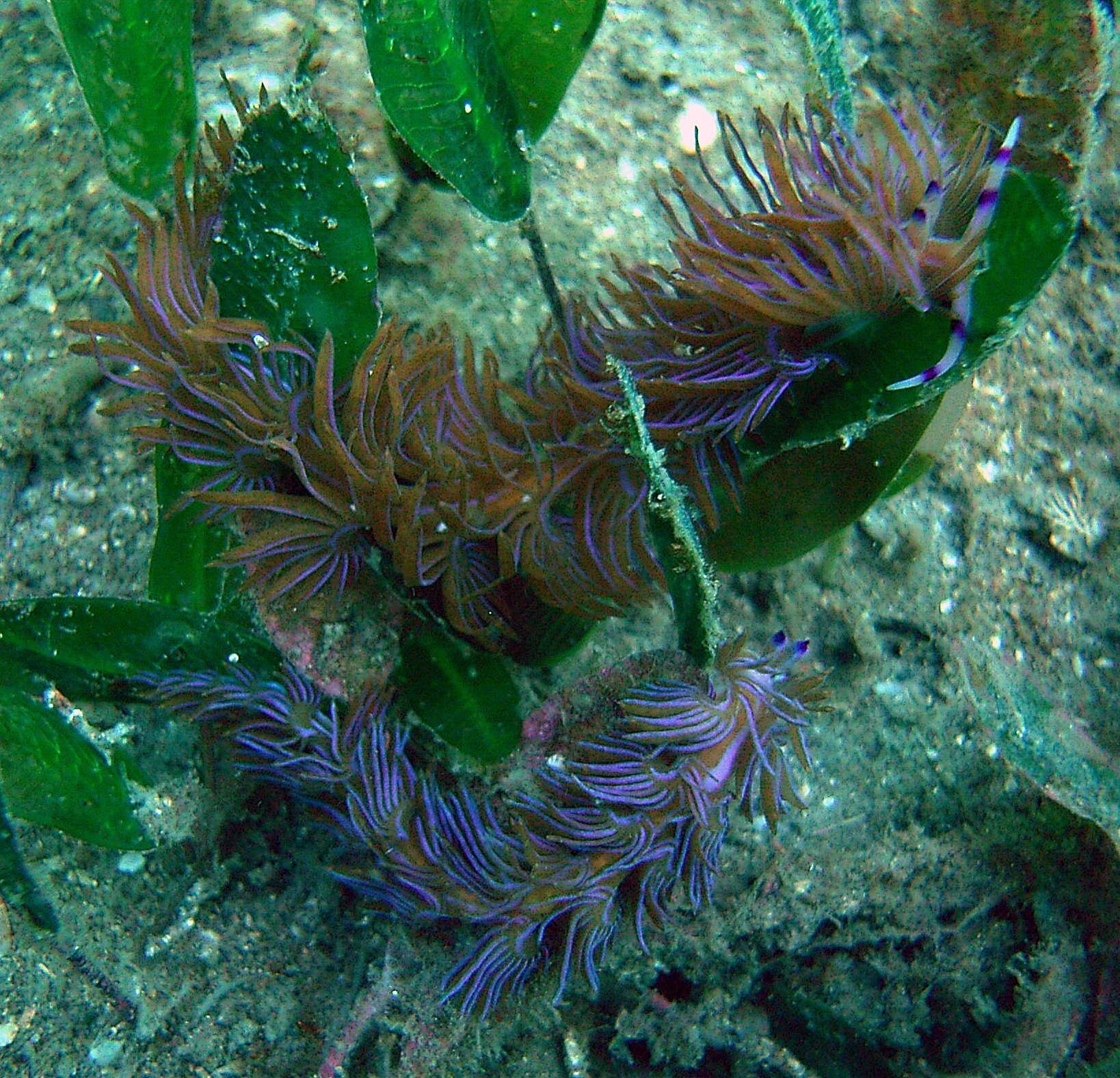 Image of Nembrotha purpureolineata O'Donoghue 1924