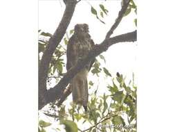 Image of Brown Falcon