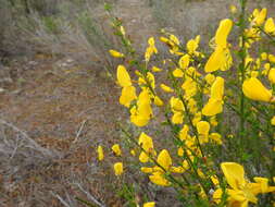 Слика од Cytisus grandiflorus (Brot.) DC.