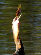 Image of Anhinga rufa rufa (Daudin 1802)