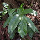 Image of Tectaria harlandii (Hook.) C. M. Kuo